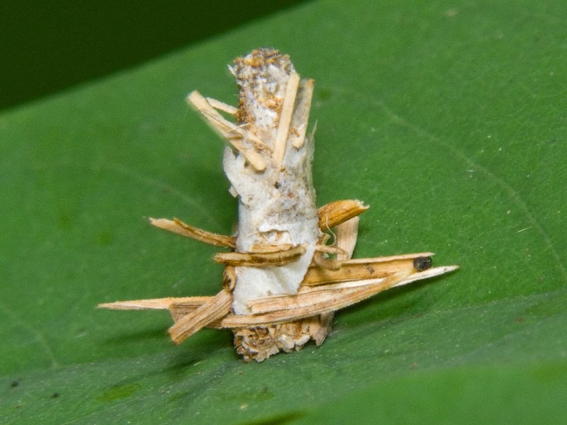 Psychidae